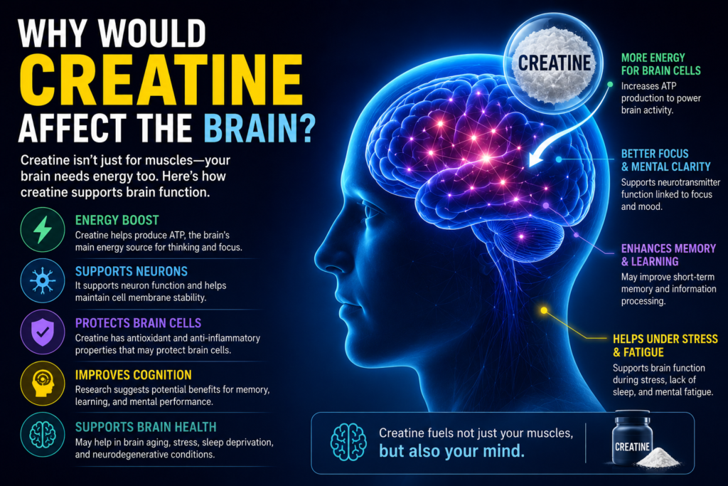 Creatine Affect the Brain